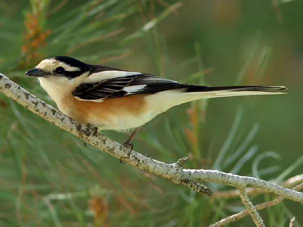 Masked Shrike (Lanius nubicus)