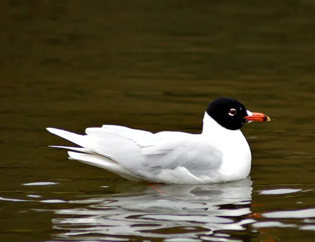 Mediterranean Gull (Ichthyaetus melanocephalus)