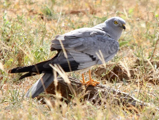 Montagu's Harrier (Circus pygargus)