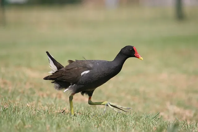 Moorhen (Gallinula chloropus)