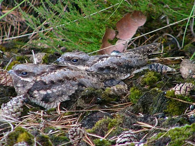 Nightjar (Caprimulgus europaeus)
