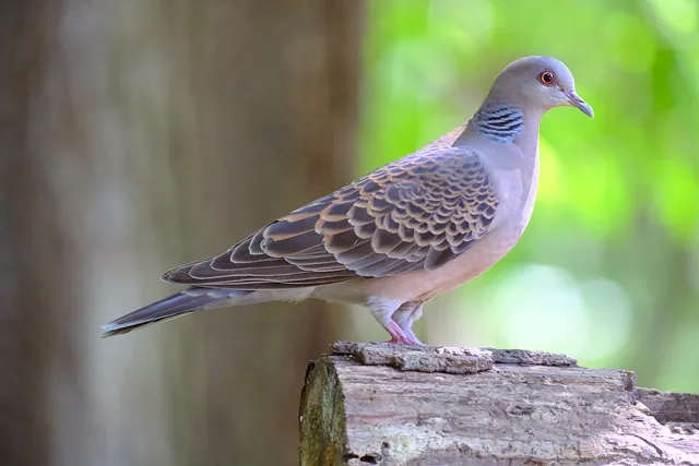 Oriental Turtle Dove (Streptopelia orientalis)