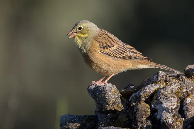 Ortolan Bunting (Emberiza hortulana)