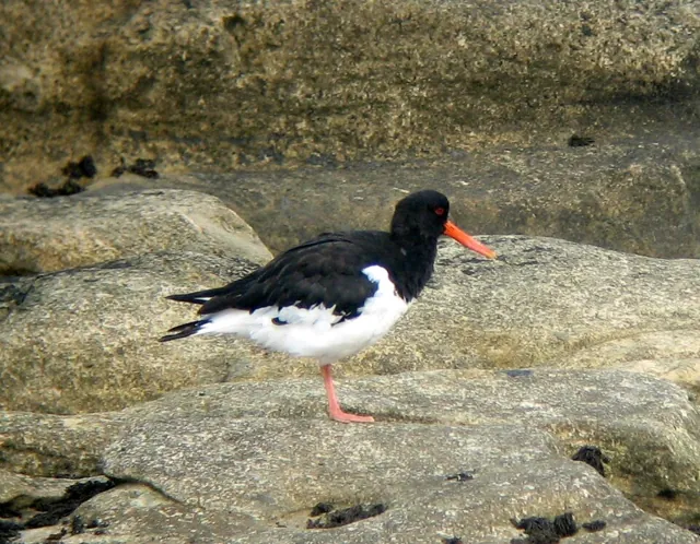 Oystercatcher (Haematopus ostralegus)