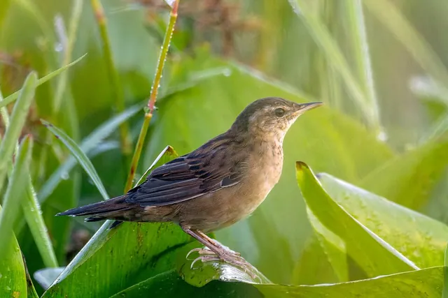 Pallas's Grasshopper Warbler (Helopsaltes certhiola)