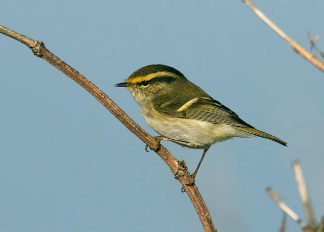 Pallas's Warbler (Phylloscopus proregulus)