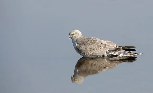 Pallid Harrier (Circus macrourus)