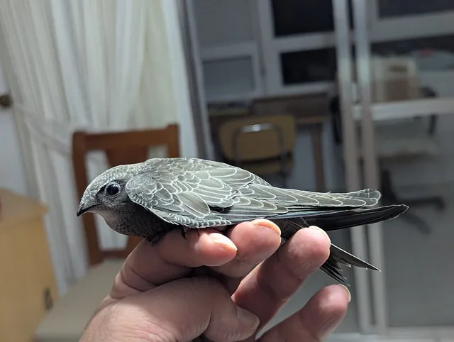 Pallid Swift (Apus pallidus)
