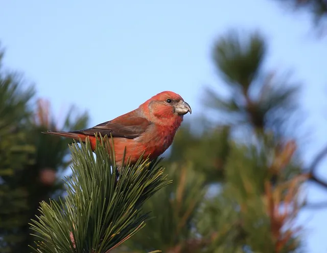 Parrot Crossbill (Loxia pytyopsittacus)