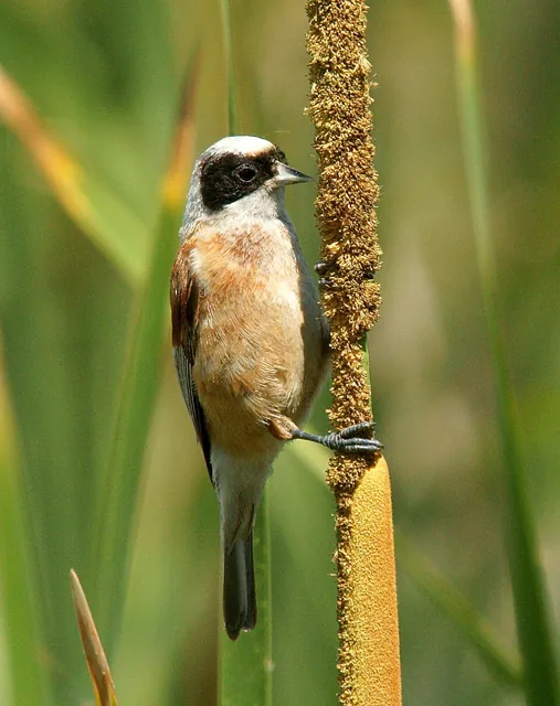 Penduline Tit (Remiz pendulinus)