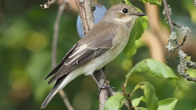 Pied Flycatcher (Ficedula hypoleuca)