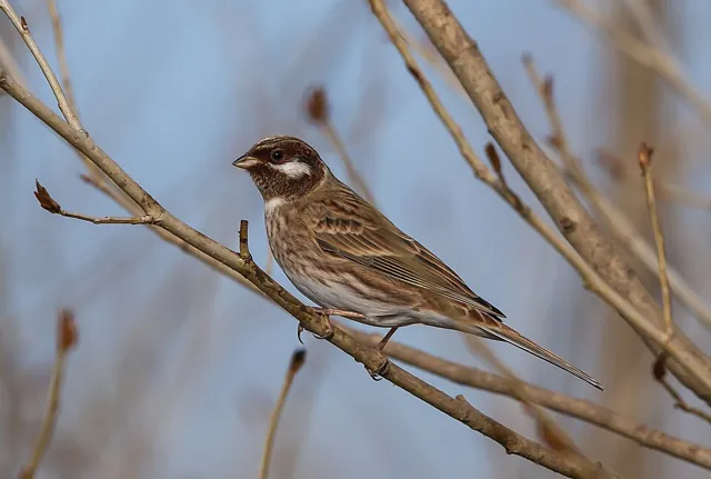 Pine Bunting (Emberiza leucocephalos)