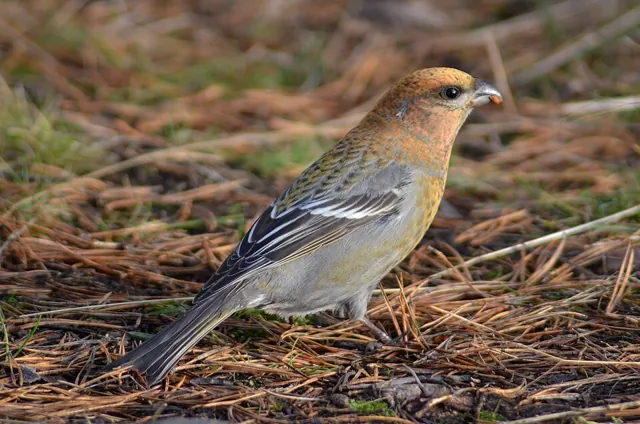 Pine Grosbeak (Pinicola enucleator)