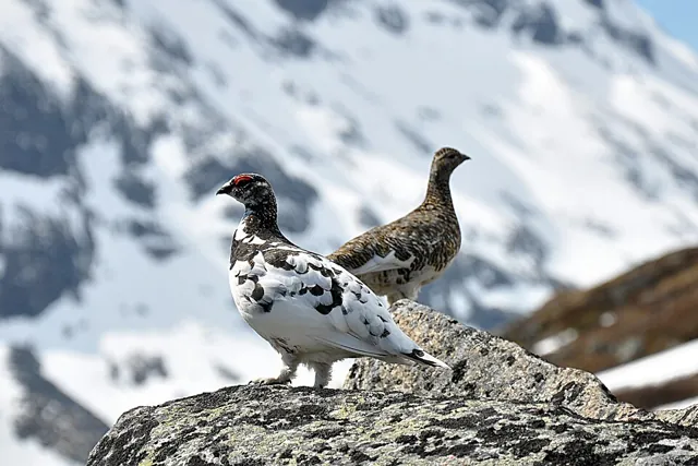 Ptarmigan (Lagopus muta)