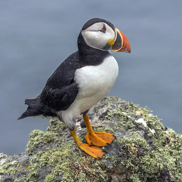 Puffin (Fratercula arctica)