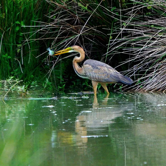 Purple Heron (Ardea purpurea)