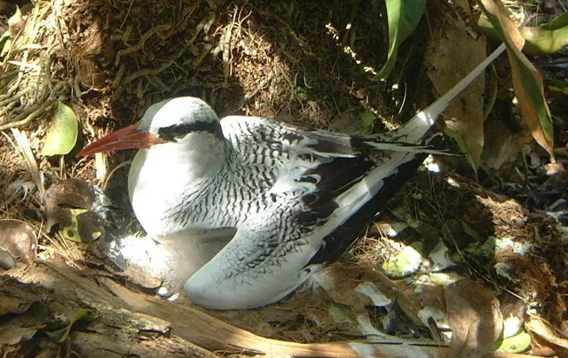 Red-billed Tropicbird (Phaethon aethereus)