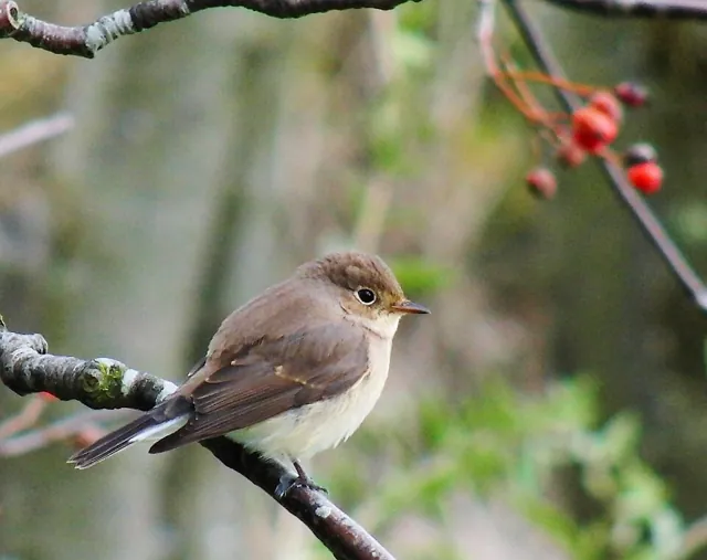 Red-breasted Flycatcher (Ficedula parva)