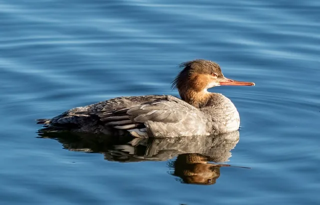 Red-breasted Merganser (Mergus serrator)