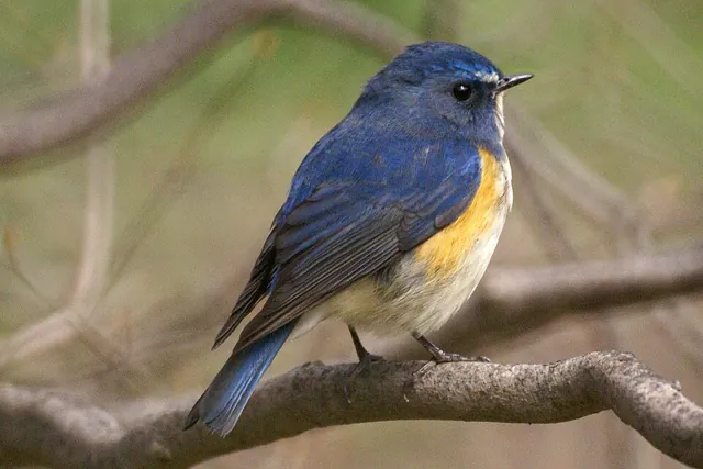 Red-flanked Bluetail (Tarsiger cyanurus)