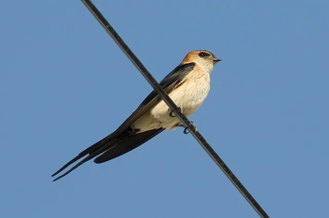 Red-rumped Swallow (Cecropis rufula)
