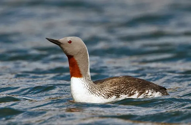 Red-throated Diver (Gavia stellata)
