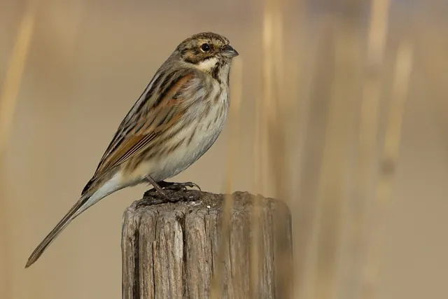 Reed Bunting (Emberiza schoeniclus)