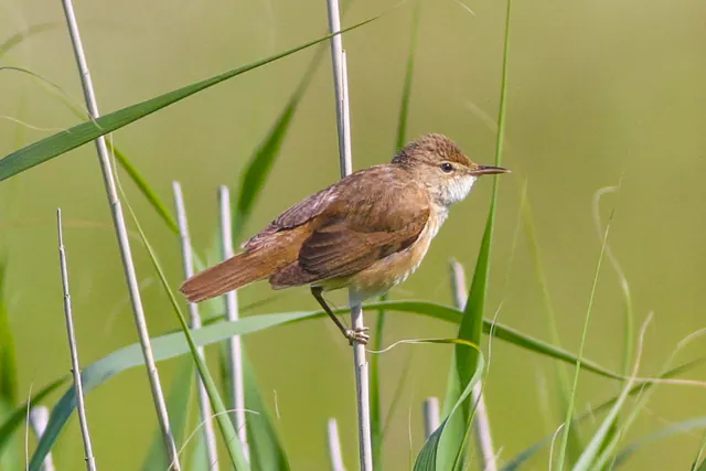 Reed Warbler (Acrocephalus scirpaceus)