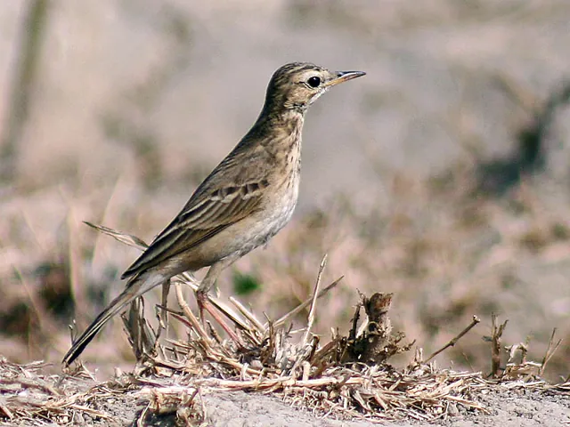 Richard's Pipit (Anthus richardi)