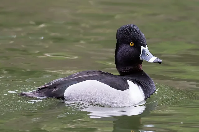 Ring-necked Duck (Aythya collaris)