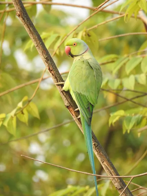 Ring-necked Parakeet (Psittacula krameri)