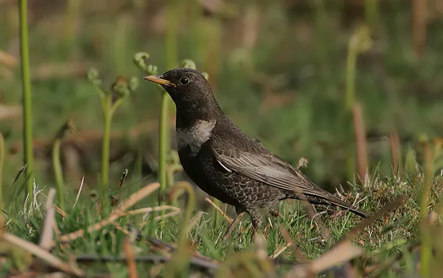 Ring Ouzel (Turdus torquatus)