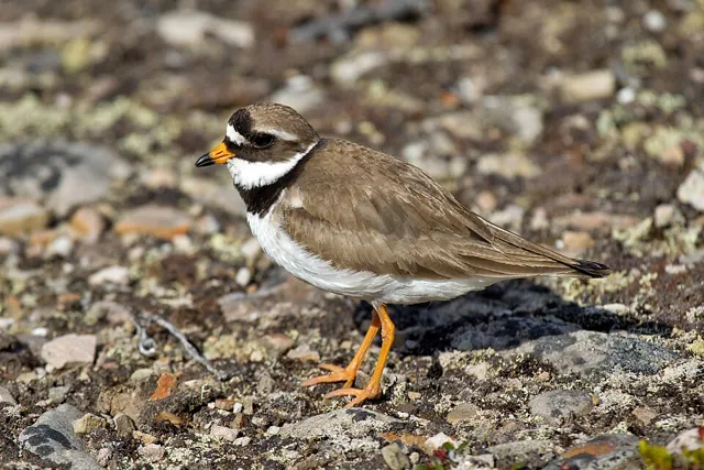 Ringed Plover (Charadrius hiaticula)