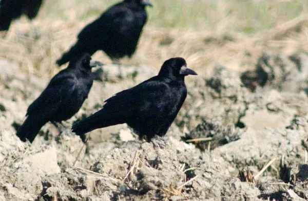 Rook (Corvus frugilegus)