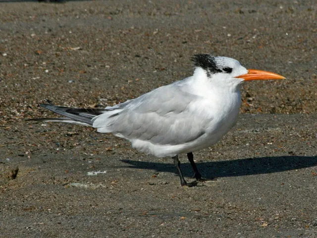 Royal Tern (Thalasseus maximus)