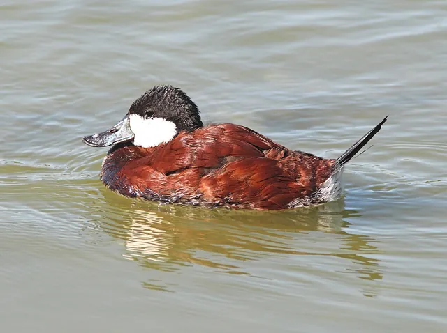 Ruddy Duck (Oxyura jamaicensis)