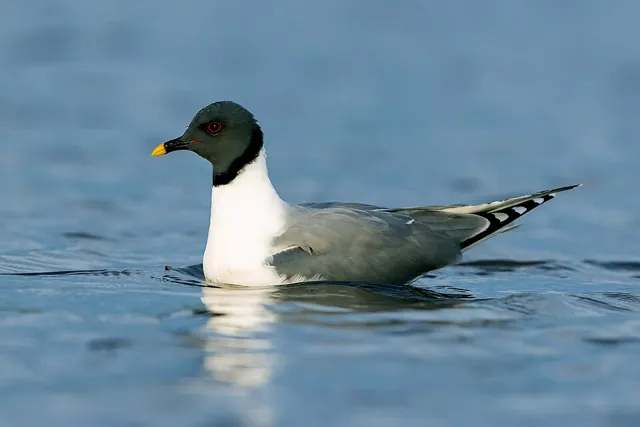 Sabine's Gull (Xema sabini)