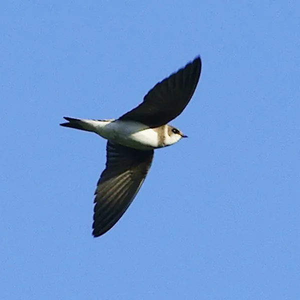 Sand Martin (Riparia riparia)