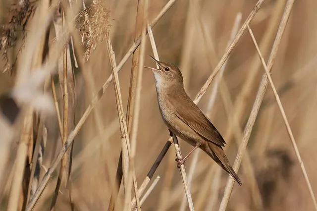 Savi's Warbler (Locustella luscinioides)