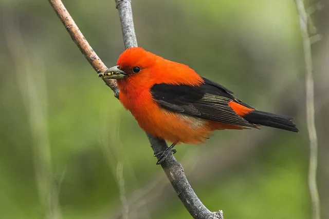 Scarlet Tanager (Piranga olivacea)