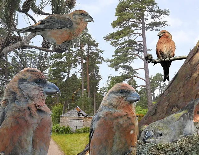 Scottish Crossbill (Loxia scotica)