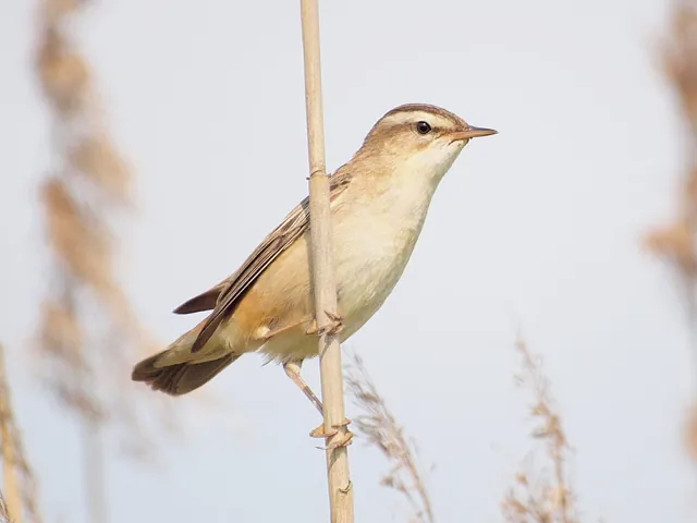 Sedge Warbler (Acrocephalus schoenobaenus)