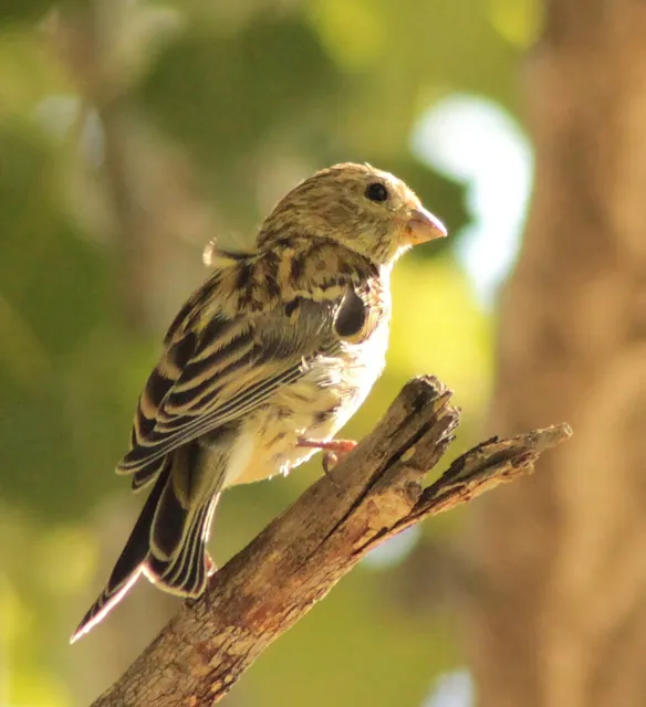 Serin (Serinus serinus)