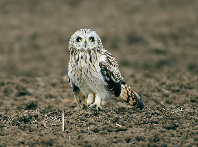 Short-eared Owl (Asio flammeus)