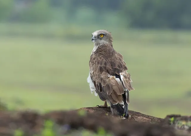 Short-toed Eagle (Circaetus gallicus)