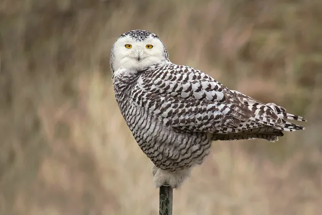 Snowy Owl (Bubo scandiacus)