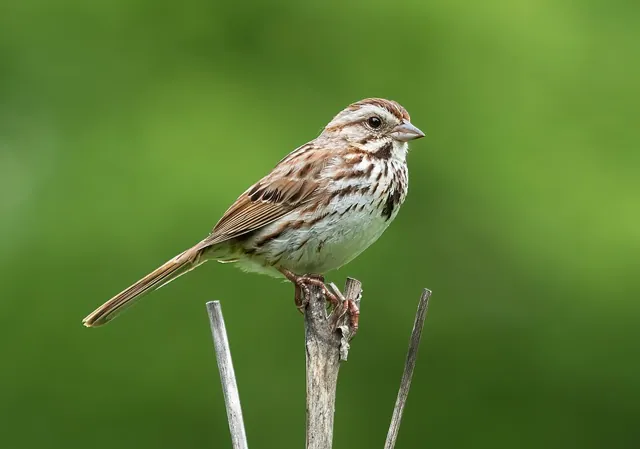 Song Sparrow (Melospiza melodia)