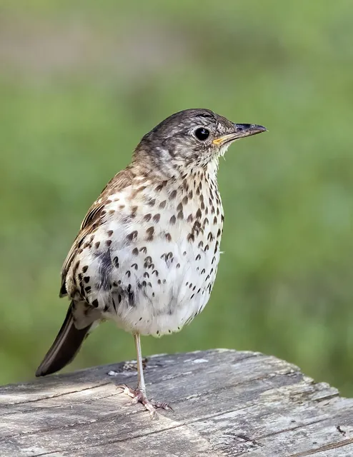 Song Thrush (Turdus philomelos)