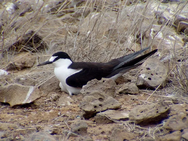 Sooty Tern (Onychoprion fuscatus)
