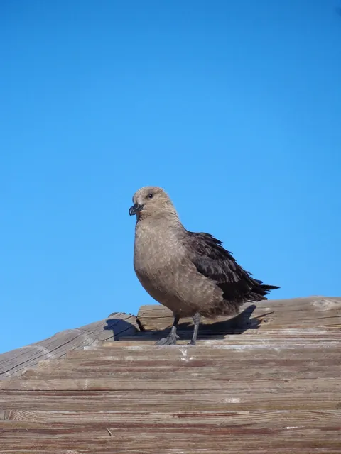 South Polar Skua (Stercorarius maccormicki)